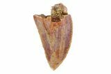 Serrated, Raptor Tooth - Morocco #72643-1